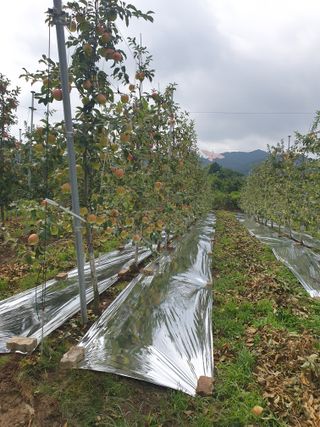 사과농사꾼님의 사과 · 수확 작성글 사진