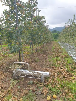사과농사꾼님의 사과 · 수확 작성글 사진