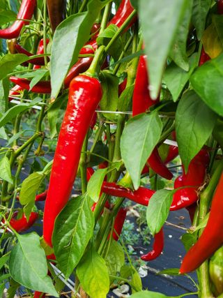 청양 산골꾸찌뽕 님의 고추 · 수확 작성글 사진