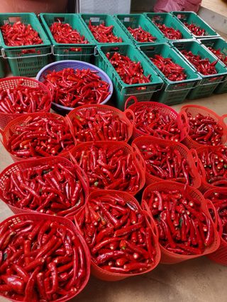 청양 산골꾸찌뽕 님의 고추 · 수확 작성글 사진