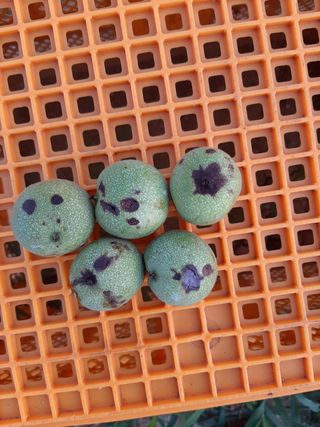 서영옥님의 기타작물 · 병해충상담 작성글 사진