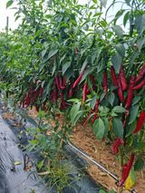 팜모닝 고추·수확 게시글 이미지