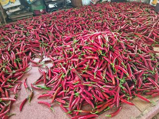 남종희님의 고추 · 수확 작성글 사진