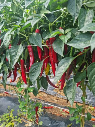 남종희님의 고추 · 수확 작성글 사진