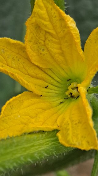 이진우님의 호박 · 병해충상담 작성글 사진