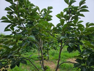 배영순님의 감 · 자유게시판 작성글 사진