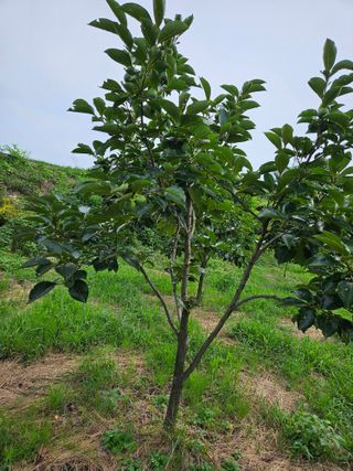 배영순님의 감 · 자유게시판 작성글 사진