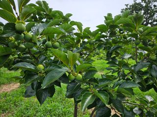 배영순님의 감 · 자유게시판 작성글 사진