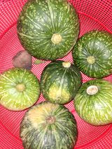 팜모닝 호박·자유게시판 게시글 이미지