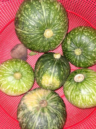 행복농장님의 호박 · 자유게시판 작성글 사진