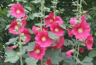 행복농장님의 자유주제 · 자유게시판 작성글 사진