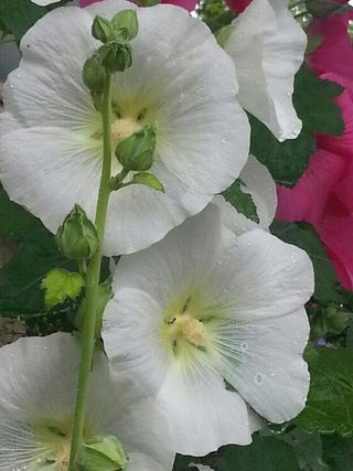 행복농장님의 자유주제 · 자유게시판 작성글 사진