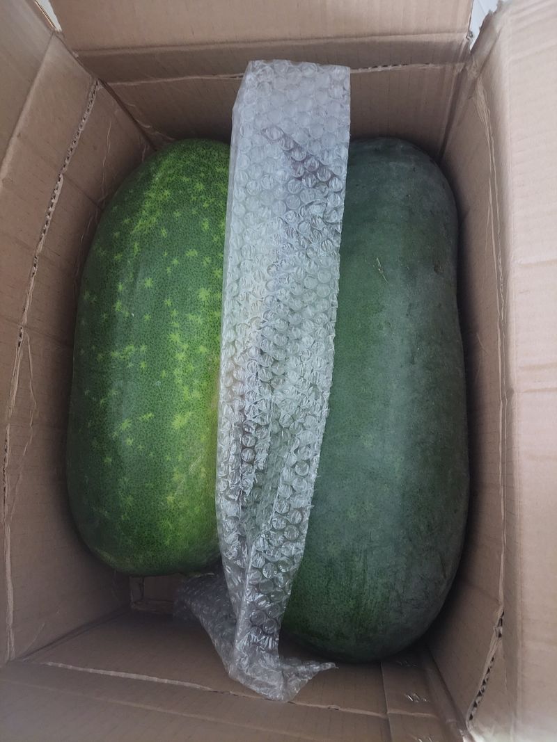 장터 상품 [동과  팝니다 ] 썸네일