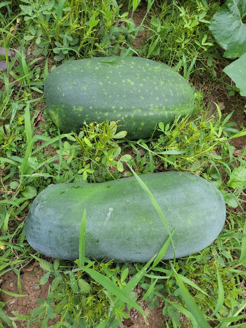 원빈님의 장터 판매 상품 [동과  팝니다 ] 첨부 사진