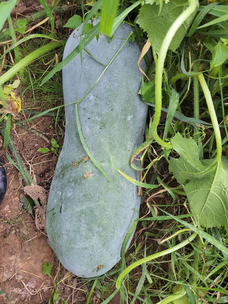 원빈님의 장터 판매 상품 [동과  팝니다 ] 첨부 사진