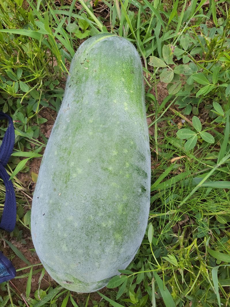 원빈님의 장터 판매 상품 [동과  팝니다 ] 첨부 사진