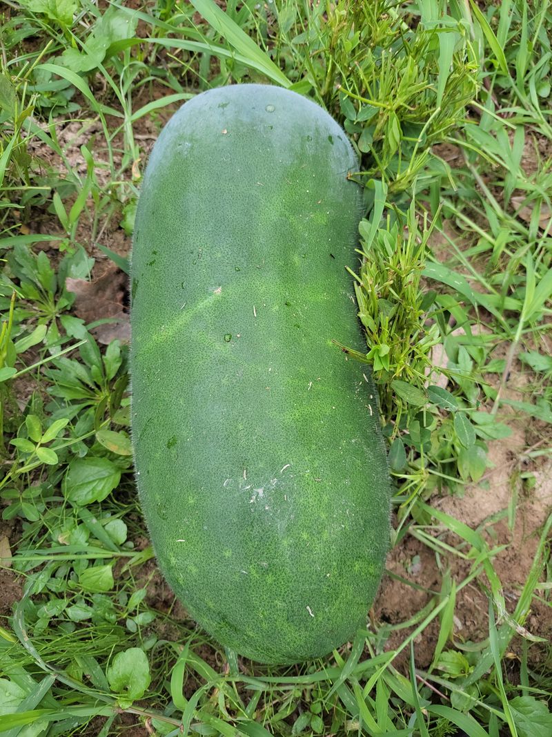 원빈님의 장터 판매 상품 [동과  팝니다 ] 첨부 사진