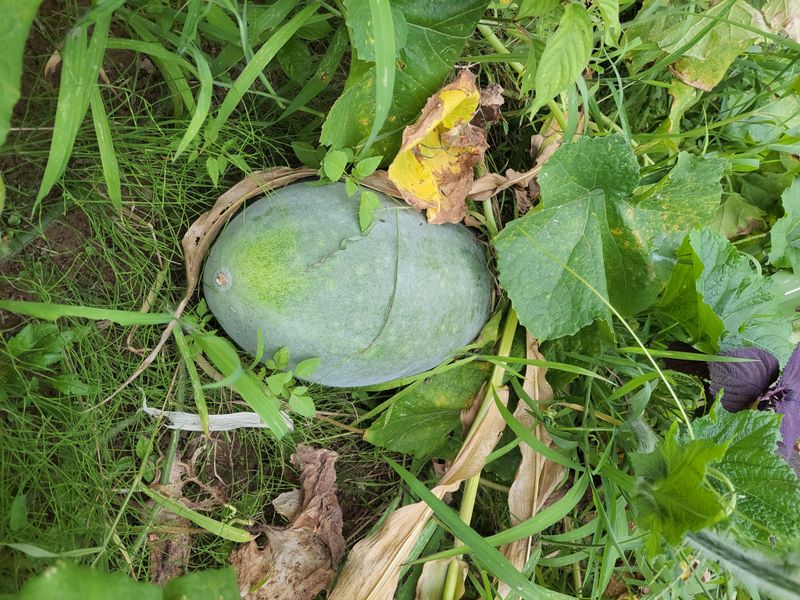 원빈님의 장터 판매 상품 [동과  팝니다 ] 첨부 사진