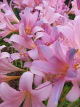 팜모닝 자유주제·자유게시판 게시글 이미지