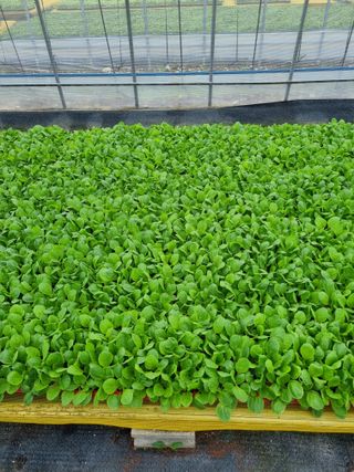 이명숙님의 배추 · 품종•종자 작성글 사진