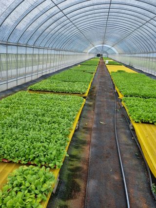 이명숙님의 배추 · 품종•종자 작성글 사진