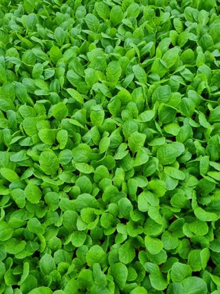 이명숙님의 배추 · 품종•종자 작성글 사진