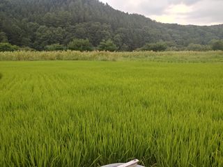 이연화님의 벼 · 자유게시판 작성글 사진