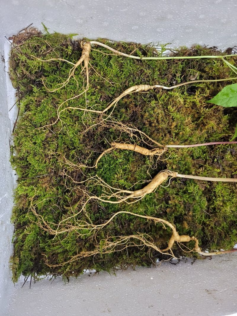 장터 상품 [산삼1세트] 썸네일