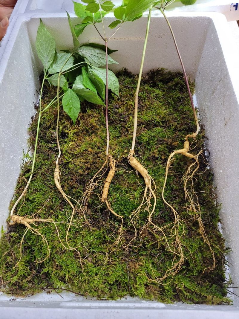 김봉호님의 장터 판매 상품 [산삼1세트] 첨부 사진