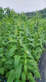 팜모닝 참깨·자유게시판 게시글 이미지