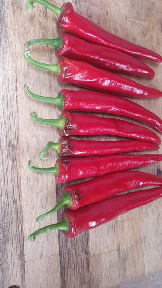 인생은 소풍처럼님의 고추 · 병해충상담 작성글 사진