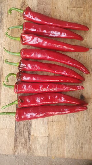 인생은 소풍처럼님의 고추 · 병해충상담 작성글 사진