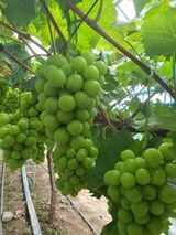 팜모닝 포도·자유게시판 게시글 이미지