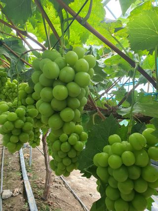 최지훈님의 포도 · 자유게시판 작성글 사진