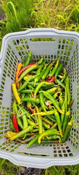 팜모닝 고추·병해충상담 게시글 이미지