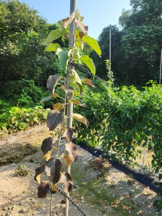 그린뉴딜님의 사과 · 병해충상담 작성글 사진