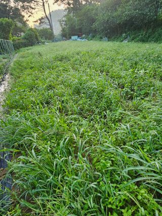 이영재님의 배추 · 일상 작성글 사진