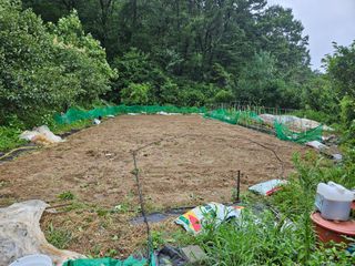 이영재님의 배추 · 일상 작성글 사진