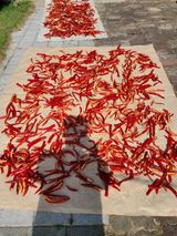 팜모닝 고추·수확 게시글 이미지