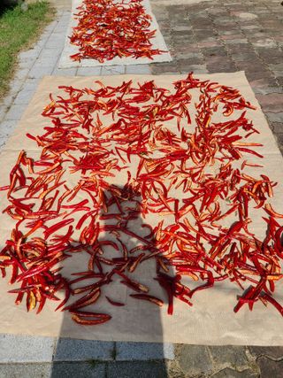 권오정 (천지산)님의 고추 · 수확 작성글 사진