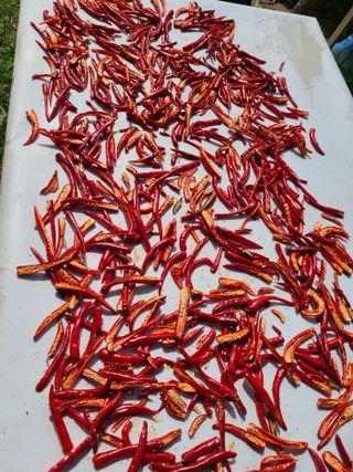 권오정 (천지산)님의 고추 · 수확 작성글 사진