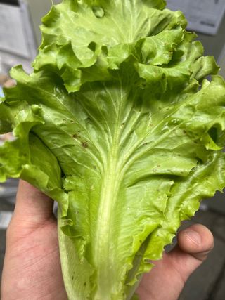 이선희님의 상추 · 병해충상담 작성글 사진