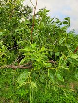 팜모닝 기타작물·병해충상담 게시글 이미지