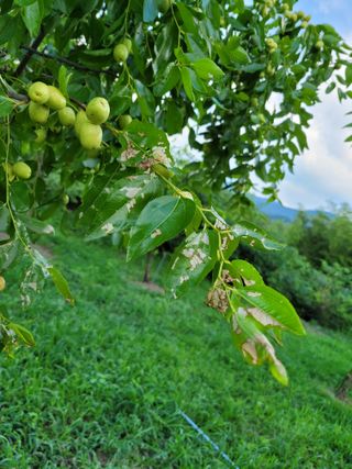 배혜영님의 기타작물 · 병해충상담 작성글 사진