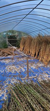 팜모닝 참깨·자유게시판 게시글 이미지