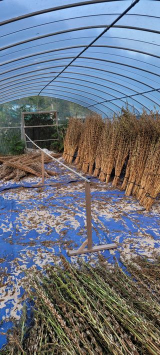 김연준님의 참깨 · 자유게시판 작성글 사진