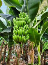 팜모닝 기타작물·영농일지 게시글 이미지