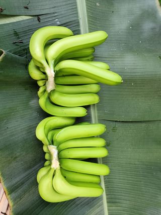 정기영님의 기타작물 · 영농일지 작성글 사진