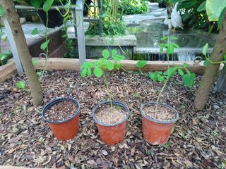 강생아빠님의 기타작물 · 자유게시판 작성글 사진