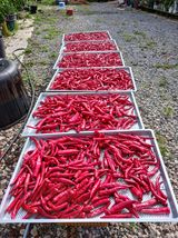 팜모닝 고추·수확 게시글 이미지